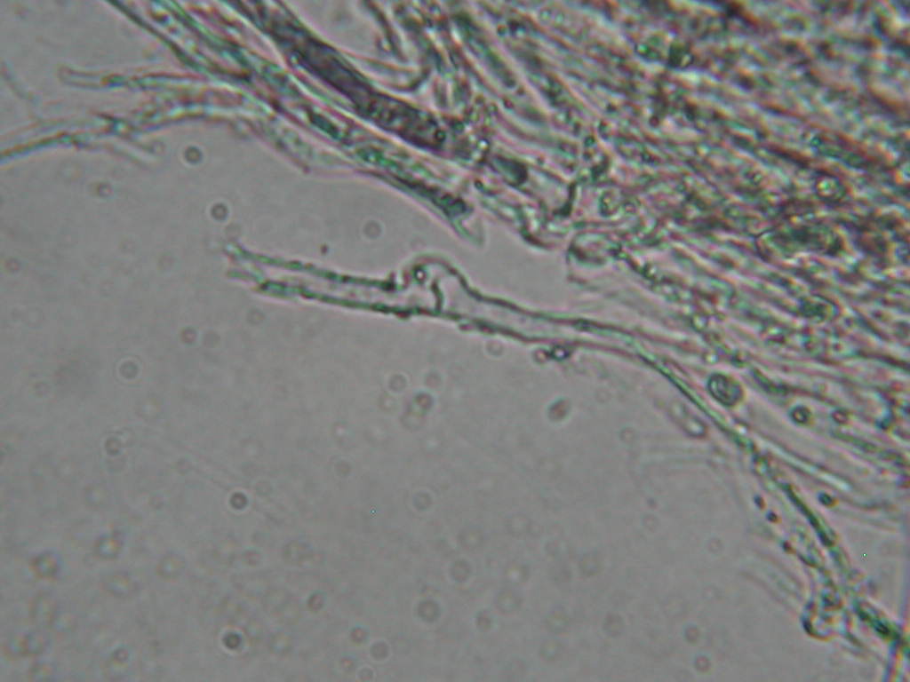 Chondrostereum  purpureum